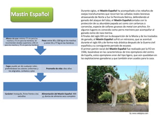 Durante siglos, el Mastín Español ha acompañado a los rebaños de ovejas transhumantes que recorrían las cañadas reales leonesas atravesando de Norte a Sur la Península Ibérica, defendiendo al ganado del ataque del lobo; el Mastín Españolcontaba con la protección de su abundate papada así como con carlancas o carranclas, especie de collares gruesos de metal con pinchos. En algunos lugares es conocido como perro merinero por acompañar al ganado ovino de raza merina.A finales del siglo XIX con la desaparición de la Mesta y de los traslados de ganado, el Mastín Español sufrió un retroceso, que se acentuó durante el siglo XX y de forma más drástica después de la Guerra civil española y su consiguiente periodo de escasez.El primer patrón racial del Mastín Español fue realizado por la FCI en 1946, basándose en las características de tres ejemplares del centro de España, estos ejemplares eran del tipo ligero, que aún quedaban en las explotaciones ganaderas y que también eran usados para la caza.Mastín Español