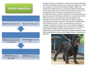 El origen de esta raza se pierde en la noche de los tiempos. Desciende ciertamente del Mastín del Tíbet que, a través de los Molosos, criados por los griegos -tan queridos por Alejandro Magno- llegó en los tiempos de la magna Grecia a las costas de la región de la Campania italiana. Estos perros fueron criados con pericia por los romanos que los emplearon para el combate y como guardianes. De aquí la conocida definición de "belicosos" (pugnaces). La historia de esta raza sigue los pasos de la del imperio romano. Con la caída de este último, aquellos colosos casi desaparecieron. Sólo se salvaron pocos ejemplares conservados muy celosamente por algunos criadores entusiastas, gracias a los cuales este "monumento" ha podido llegar hasta nosotros. El último "toque" ha sido dado por el conocido cinólogo y escritor Piero Scanziani que, en la inmediata postguerra, recuperó espléndidos ejemplares que, seleccionados con cuidado y pericia dieron notables resultados. Desde entonces, no resulta exagerado decir que el Mastín napolitano ha experimentado un cierto auge, especialmente en Italia, que ha llegado también a atravesar sus fronteras.Mastín Napolitano
