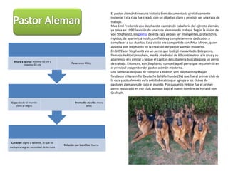 El pastor alemán tiene una historia bien documentada y relativamente reciente. Esta raza fue creada con un objetivo claro y preciso: ser una raza de trabajo.Max Emil Frederick von Stephanitz, capitán de caballería del ejército alemán, ya tenía en 1890 la visión de una raza alemana de trabajo. Según la visión de von Stephanitz, los perros de esta raza debían ser inteligentes, protectores, rápidos, de apariencia noble, confiables y completamente dedicados a complacer a sus dueños. Esta visión era compartida con Artur Meyer, quien ayudó a von Stephanitz en la creación del pastor alemán moderno.En 1899 von Stephanitz vio un perro que lo dejó maravillado. Este perro, llamado HektorLinkrshein, medía alrededor de 63 centímetros a la cruz y su apariencia era similar a la que el capitán de caballería buscaba para un perro de trabajo. Entonces, von Stephanitz compró aquél perro que se convirtió en el principal progenitor del pastor alemán moderno.Dos semanas después de comprar a Hektor, von Stephanitz y Meyer fundaron el Vereinfür Deutsche Schäferhunde (SV) que fue el primer club de la raza y actualmente es la entidad matriz que agrupa a los clubes de pastores alemanes de todo el mundo. Por supuesto Hektor fue el primer perro registrado en ese club, aunque bajo el nuevo nombre de Horand von Grafrath.Pastor Aleman