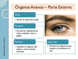 Órganos Anexos – Parte Externa
Cejas
• Evitan la caída del sudor.
Párpados

Micaela Uribe Córdova

• Se cierran rápidamente
ante cualquier roce o
golpe
Pestañas

Lagrimales

• Impiden el ingreso del
polvo u otro cuerpo
extraño.

• Produce las lágrimas, que
limpian y humedecen el
ojo.

 