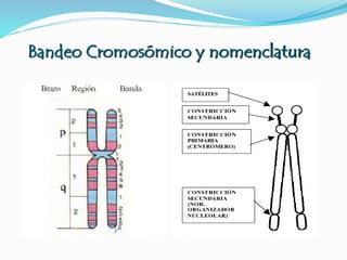 Bandeo Cromosómico y nomenclatura
 