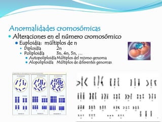 Anormalidades cromosómicas
 Alteraciones en el número cromosómico
 Euploidia: múltiplos de n
 Diploidía 2n
 Poliploidía 3n, 4n, 5n, …
 AutopoliploidíaMúltiplos del mismo genoma
 Alopoliploidía Múltiplos de diferentes genomas
 