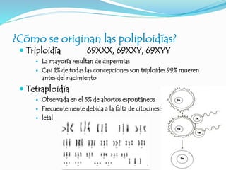 ¿Cómo se originan las poliploidías?
 Triploidía 69XXX, 69XXY, 69XYY
 La mayoría resultan de dispermias
 Casi 1% de todas las concepciones son triploides 99% mueren
antes del nacimiento
 Tetraploidía
 Observada en el 5% de abortos espontáneos
 Frecuentemente debida a la falta de citocinesis
 letal
 