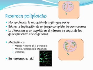 Resumen poliploidías
 No involucran la mutación de algún gen per se
 Esta es la duplicación de un juego completo de cromosomas
 La alteracion es un cambio en el número de copias de los
genes presentes ene el genoma
 Mecanismos
 Meiosis / errores en la citocinesis
 Mitosis / errores en la citocinesis
 Dispermia
 En humanos es letal
 