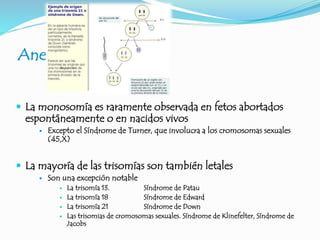 Aneuploidía
 La monosomía es raramente observada en fetos abortados
espontáneamente o en nacidos vivos
 Excepto el Síndrome de Turner, que involucra a los cromosomas sexuales
(45,X)
 La mayoría de las trisomías son también letales
 Son una excepción notable
 La trisomía 13. Síndrome de Patau
 La trisomía 18 Síndrome de Edward
 La trisomía 21 Síndrome de Down
 Las trisomias de cromosomas sexuales. Síndrome de Klinefelter, Síndrome de
Jacobs
 