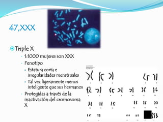 47,XXX
Triple X
 1:1000 mujeres son XXX
 Fenotipo
 Estatura corta e
irregularidades menstruales
 Tal vez ligeramente menos
inteligente que sus hermanos
 Protegidas a través de la
inactivación del cromosoma
X
 