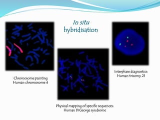 In situ
hybridisation
Chromosome painting
Human chromosome 4
Physical mapping of specific sequences:
Human DiGeorge syndrome
Interphase diagnostics:
Human trisomy 21
 