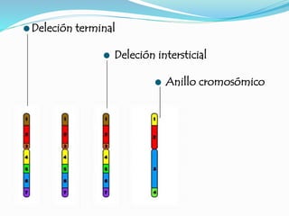 Deleción terminal
 Deleción intersticial
 Anillo cromosómico
 