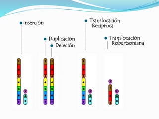 Inserción
 Translocación
Robertsoniana
 Translocación
Reciproca
 Duplicación
 Deleción
 