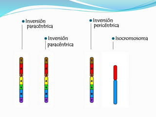 Inversión
paracéntrica
Isocromosoma
Inversión
pericéntrica
Inversión
paracéntrica
 