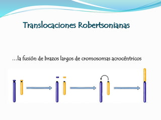 Translocaciones Robertsonianas
…la fusión de brazos largos de cromosomas acrocéntricos
 
