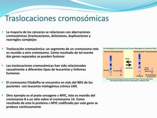 Traslocaciones cromosómicas
 La mayoría de los cánceres se relacionan con aberraciones
cromosómicas (traslocaciones, deleciones, duplicaciones y
rearreglos complejos
 Traslocación cromosómica: un segmento de un cromosoma roto
es reunido a otro cromosoma. Como resultado de tal evento
dos genes separados se pueden fusionar
 Las traslocaciones cromosómicas han sido relacionadas
causalmente a diferentes tipos de leucemias y linfomas
humanos
 El cromosoma Filadelfia se encuentra en más del 90% de los
pacientes con leucemia mielogénica crónica LMC
 Otro ejemplo es el proto oncogene c-MYC, éste es movido del
cromosoma 8 a un sitio sobre el cromosoma 14. Como
resultado de esto la proteina c-MYC codificado por este gene se
produce continuamente
 
