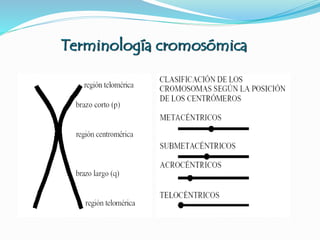 Terminología cromosómica
 