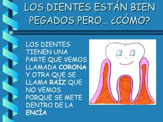 LOS DIENTES ESTÁN BIEN PEGADOS PERO… ¿CÓMO? LOS DIENTES TIENEN UNA PARTE QUE VEMOS LLAMADA  CORONA  Y OTRA QUE SE LLAMA  RAÍZ  QUE NO VEMOS PORQUE SE METE DENTRO DE LA  ENCÍA 