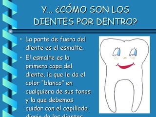 Y… ¿CÓMO SON LOS DIENTES POR DENTRO? La parte de fuera del diente es el esmalte.  El esmalte es la primera capa del diente, la que le da el color “blanco” en cualquiera de sus tonos y la que debemos cuidar con el cepillado diario de los dientes 