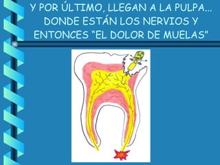 Y POR ÚLTIMO, LLEGAN A LA PULPA... DONDE ESTÁN LOS NERVIOS Y ENTONCES “EL DOLOR DE MUELAS” 