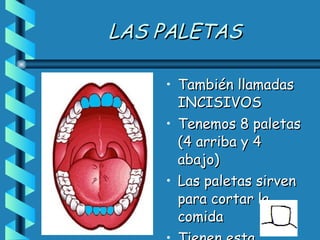 LAS PALETAS También llamadas INCISIVOS Tenemos 8 paletas (4 arriba y 4 abajo) Las paletas sirven para cortar la comida Tienen esta forma:  