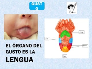 GUSTO EL ÓRGANO DEL  GUSTO ES LA  LENGUA 