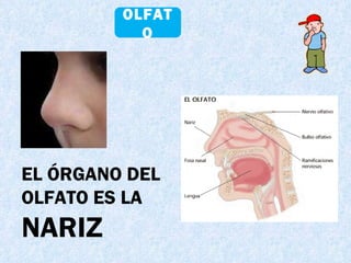 OLFATO EL ÓRGANO DEL OLFATO ES LA  NARIZ 