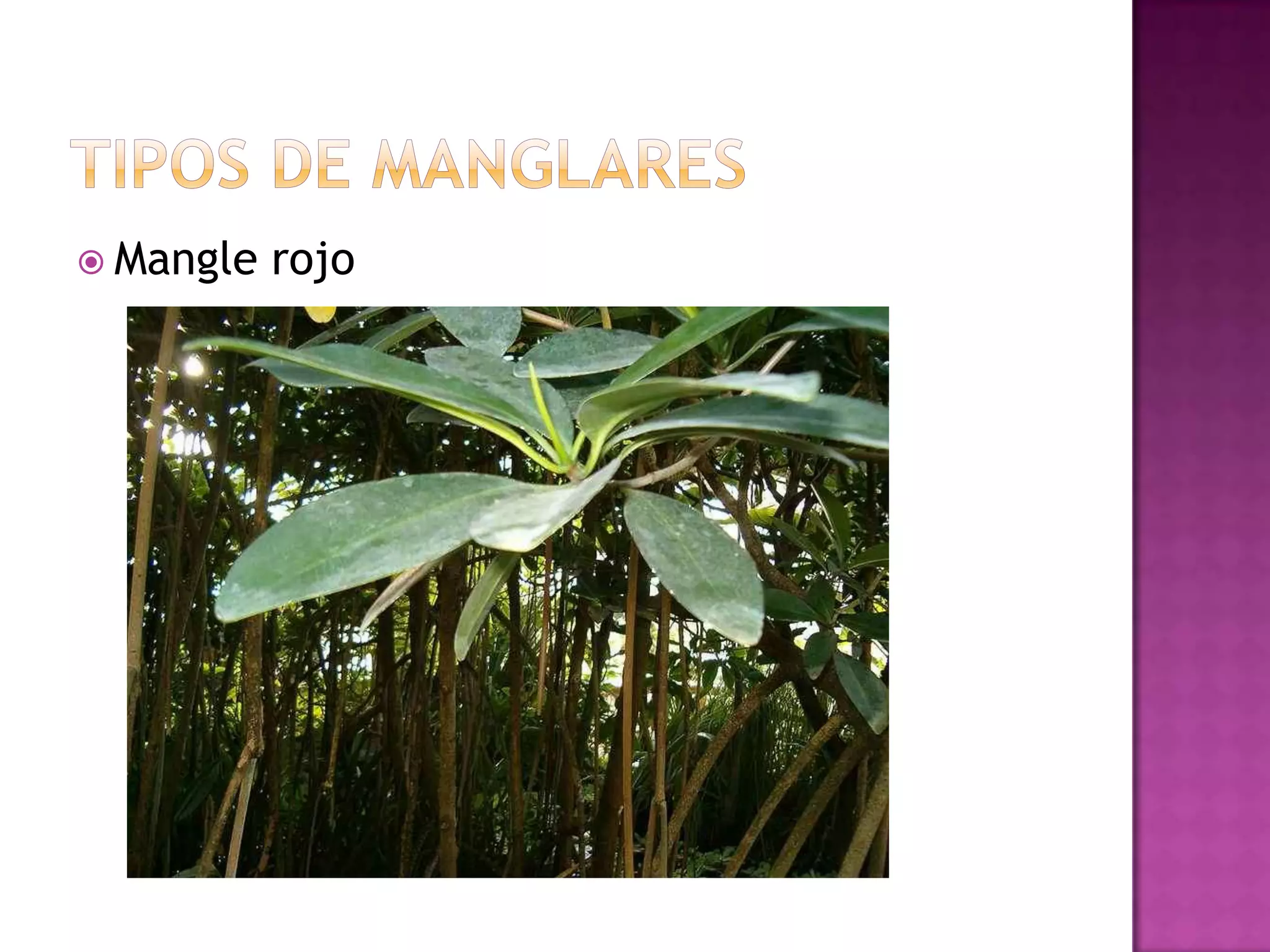 Tipos de manglaresMangle rojo