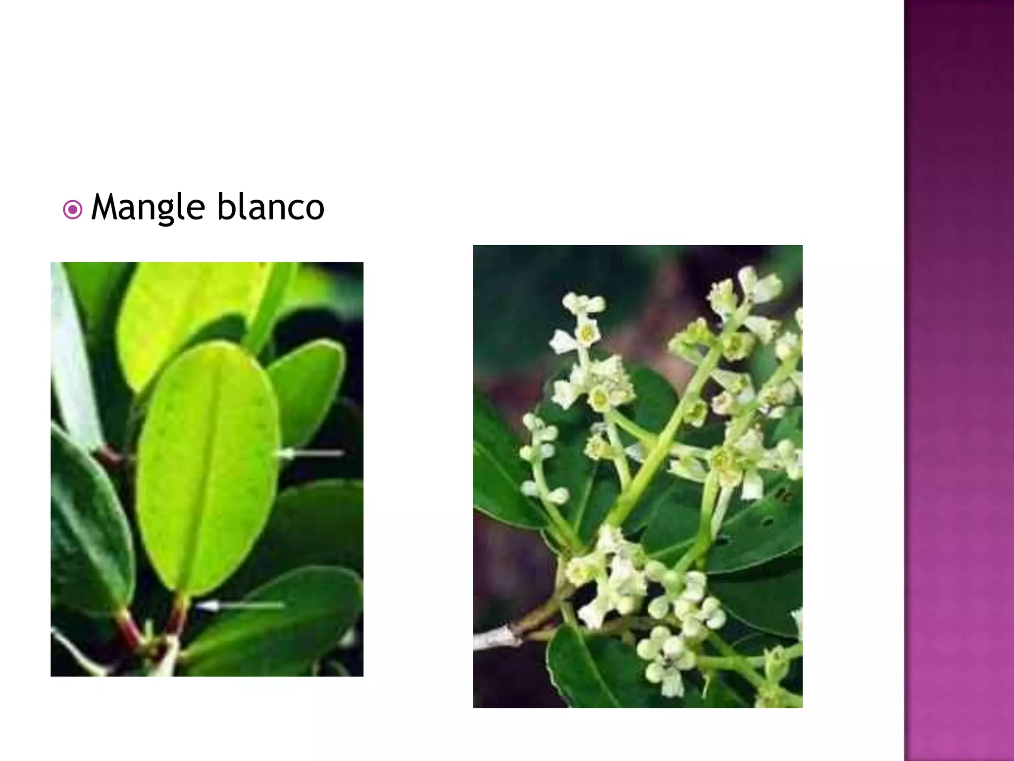 Mangle blanco