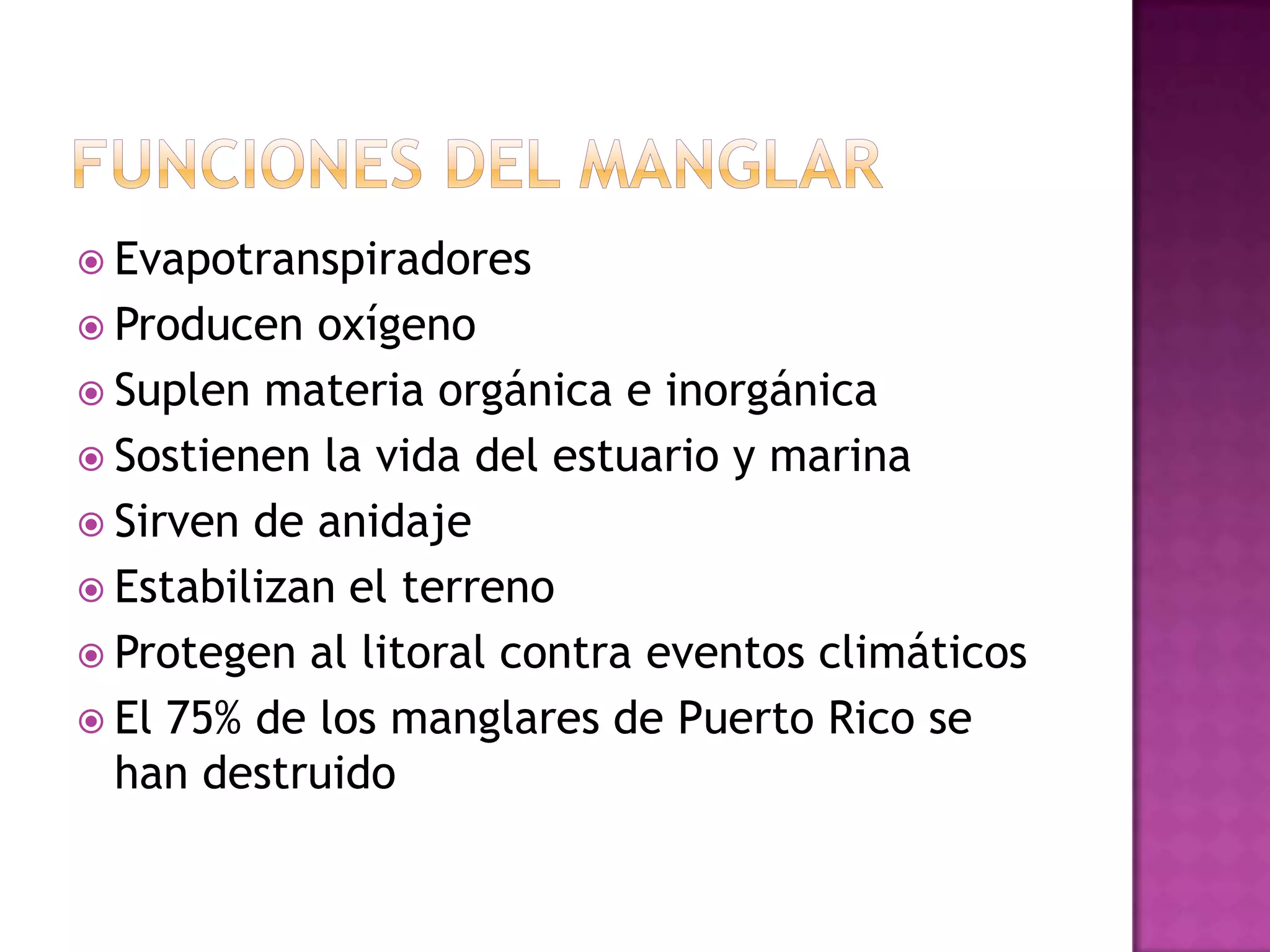 Funciones del manglarEvapotranspiradoresProducen oxígenoSuplen materia orgánica e inorgánicaSostienen la vida del estuario y marinaSirven de anidajeEstabilizan el terrenoProtegen al litoral contra eventos climáticosEl 75% de los manglares de Puerto Rico se han destruido