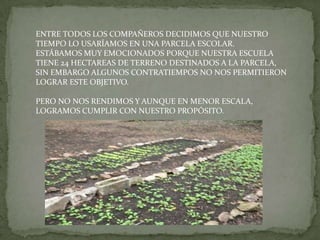 ENTRE TODOS LOS COMPAÑEROS DECIDIMOS QUE NUESTRO
TIEMPO LO USARÍAMOS EN UNA PARCELA ESCOLAR.
ESTÁBAMOS MUY EMOCIONADOS PORQUE NUESTRA ESCUELA
TIENE 24 HECTAREAS DE TERRENO DESTINADOS A LA PARCELA,
SIN EMBARGO ALGUNOS CONTRATIEMPOS NO NOS PERMITIERON
LOGRAR ESTE OBJETIVO.

PERO NO NOS RENDIMOS Y AUNQUE EN MENOR ESCALA,
LOGRAMOS CUMPLIR CON NUESTRO PROPÓSITO.
 