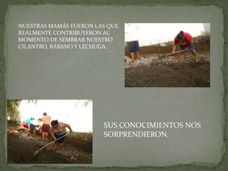 NUESTRAS MAMÁS FUERON LAS QUE
REALMENTE CONTRIBUYERON AL
MOMENTO DE SEMBRAR NUESTRO
CILANTRO, RÁBANO Y LECHUGA.




                        SUS CONOCIMIENTOS NOS
                        SORPRENDIERON.
 