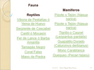 11/11/11 Pedro Miguel Oliva Flores 