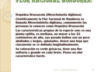 Flor Nacional Hondureña Orquídea Brassavola (Rhyncholaelia digbiana) Científicamente la Flor Nacional de Honduras es llamada Rhyncholalelia digbiana, comúnmente las personas la conocen como Orquídea Brassavola Las características propias de la especie son: es una planta epifita, es mediana, no mayor a los 32 centímetros de alto, sus pseudo bulbos son un poco abultados y largos, aplanados, tienen una hoja que claramente se ve doblada longitudinalmente. Su coloración es verde grisácea, tiene una flor solitaria y grande en cada brote. Posee un olor característico fuerte. 11/11/11 Pedro Miguel Oliva Flores 
