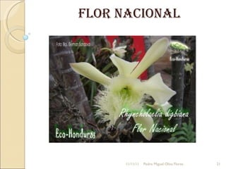 Flor nacional 11/11/11 Pedro Miguel Oliva Flores 