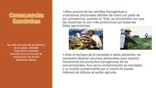 • Altos precios de las semillas transgénicas e 
inversiones adicionales difíciles de cubrir por parte de 
los campesinos, quienes al final, se encuentran con que 
las cosechas no son más productivas por todas las 
fallas agronómicas. 
• Ante el rechazo de la sociedad a estos alimentos, es 
necesario destinar recursos adicionales para separar 
físicamente los productos transgénicos de los 
convencionales. Aun así la contaminación es inevitable, 
y un evento contaminante por sí mismo le cuesta 
millones de dólares al sector agrícola 
No sólo se trata del ambiente y 
de la salud, también 
intervienen factores 
económicos en los que la 
producción de dichos 
alimentos afecta. 
 