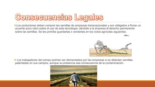 Los productores deben comprar las semillas de empresas transnacionales y son obligados a firmar un 
acuerdo poco claro sobre el uso de esta tecnología, dándole a la empresa el derecho permanente 
sobre las semillas. Se les prohíbe guardarlas o venderlas en los ciclos agrícolas siguientes. 
 Los trabajadores del campo podrían ser demandados por las empresas si se detectan semillas 
patentadas en sus campos, aunque su presencia sea consecuencia de la contaminación. 
 