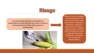 La contaminación genética con transgénicos, 
ocasionada por el flujo de polen por viento e insectos y 
el intercambio de semillas, atenta contra la 
biodiversidad. 
México es centro de origen 
y diversidad genética del 
maíz y sus 59 razas y miles 
de variedades adaptadas a 
diferentes condiciones 
agronómicas y climáticas, 
pueden perder su pureza 
ante la introducción de las 
semillas genéticamente 
modificadas, patentadas 
por las empresas 
biotecnológicas. 
 