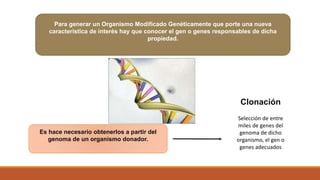 Para generar un Organismo Modificado Genéticamente que porte una nueva 
característica de interés hay que conocer el gen o genes responsables de dicha 
propiedad. 
Es hace necesario obtenerlos a partir del 
genoma de un organismo donador. 
Clonación 
Selección de entre 
miles de genes del 
genoma de dicho 
organismo, el gen o 
genes adecuados 
 