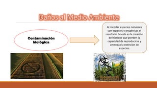 Contaminación 
biológica 
Al mezclar especies naturales 
con especies transgénicas el 
resultado de esta es la creación 
de híbridos que pierden la 
capacidad de reproducirse y 
amenaza la extinción de 
especies. 
 