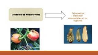 Creación de nuevos virus Estos podrían 
intensificar 
enfermedades en los 
vegetales 
 