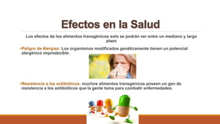 Efectos en la Salud 
Los efectos de los alimentos transgénicos solo se podrán ver entre un mediano y largo 
plazo 
Peligro de Alergias: Los organismos modificados genéticamente tienen un potencial 
alergénico impredecible. 
Resistencia a los antibióticos: muchos alimentos transgénicos poseen un gen de 
resistencia a los antibióticos que la gente toma para combatir enfermedades. 
 