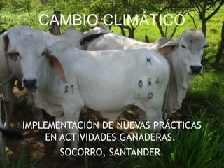 CAMBIO CLIMÁTICO
IMPLEMENTACIÓN DE NUEVAS PRÁCTICAS
EN ACTIVIDADES GANADERAS.
SOCORRO, SANTANDER.
 