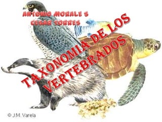 ANTONIO MORALE S CESAR TORRES TAXONOMIA DE LOS VERTEBRADOS TAXONOMIA DE LOS VERTEBRADOS 