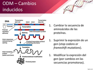 ODM – Cambios
inducidos
1. Cambiar la secuencia de
aminoácidos de las
proteínas.
1. Suprimir la expresión de un
gen (stop ...