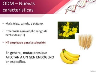 ODM – Nuevas
características
• Maíz, trigo, canola, y plátano.
• Tolerancia a un amplio rango de
herbicidas (HT)
• HT empl...