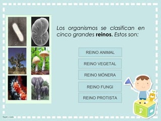 Los organismos se clasifican en
cinco grandes reinos. Estos son:
REINO ANIMAL
REINO VEGETAL
REINO MÓNERA
REINO FUNGI
REINO PROTISTA
 