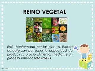 REINO VEGETAL
Está  conformado por las plantas. Ellas se
caracterizan por tener la capacidad de
producir su propio alimento, mediante un
proceso llamado fotosíntesis.
 