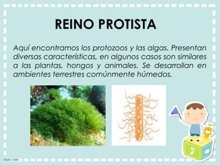 REINO PROTISTA
Aquí encontramos los protozoos y las algas. Presentan
diversas características, en algunos casos son similares
a las plantas, hongos y animales. Se desarrollan en
ambientes terrestres comúnmente húmedos.
 