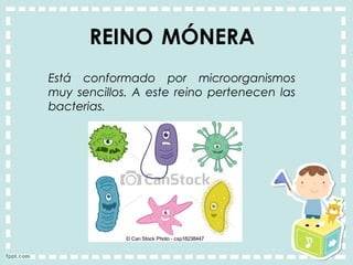 REINO MÓNERA
Está conformado por microorganismos
muy sencillos. A este reino pertenecen las
bacterias.
 
