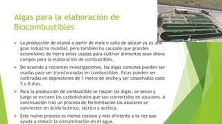 Algas para la elaboración de
Biocombustibles
 La producción de etanol a partir de maíz o caña de azúcar ya es una
gran industria mundial, pero también ha causado que grandes
extensiones de tierra antes usadas para cultivar alimentos sean ahora
campos para la elaboración de combustibles.
 De acuerdo a recientes investigaciones, las algas comunes pueden ser
usadas para ser transformadas en combustibles. Estas pueden ser
cultivadas en depresiones de 1 metro de ancho y ser cosechadas cada
5 o 8 días.
 Para la producción de combustible se raspan las algas, se secan y
luego se extraen los carbohidratos que son convertidos en azucares. A
continuación tras un proceso de fermentación los azucares se
convierten en ácido butírico, láctico y acético.
 Este nuevo proceso es menos costoso y más eficiente a la vez que
ayuda a reducir la contaminación en el agua.
 