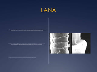 LANA
a) Cuticular: capa externa integrada por células planas poligonales superpuestas incompletamente, presentando los
bordes libres. Esta a su vez consta de otras tres capas (epicuticular, exocuticular y endocuticular).
b) Cortical: constituye el 90% de la fibra. Está formada por células alargadas fusiformes que contienen queratina.
Estructuralmente esta capa está integrada por macrofibrillas y éstas a su vez por microfibrillas.
c) Médula: Aparece en las lanas gruesas careciendo generalmente de ellas las finas.
 