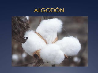 ALGODÓN
 