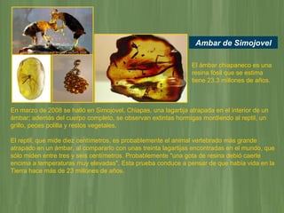 En marzo de 2008 se halló en Simojovel, Chiapas, una lagartija atrapada en el interior de un ámbar; además del cuerpo completo, se observan extintas hormigas mordiendo al reptil, un grillo, peces polilla y restos vegetales.  El reptil, que mide diez centímetros, es probablemente el animal vertebrado más grande atrapado en un ámbar, al compararlo con unas treinta lagartijas encontradas en el mundo, que sólo miden entre tres y seis centímetros. Probablemente "una gota de resina debió caerle encima a temperaturas muy elevadas". Esta prueba conduce a pensar de que había vida en la Tierra hace más de 23 millones de años. Ambar de Simojovel El ámbar chiapaneco es una resina fósil que se estima tiene 23.3 millones de años. 